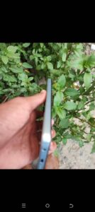 Tecno Spark Go - photo 2